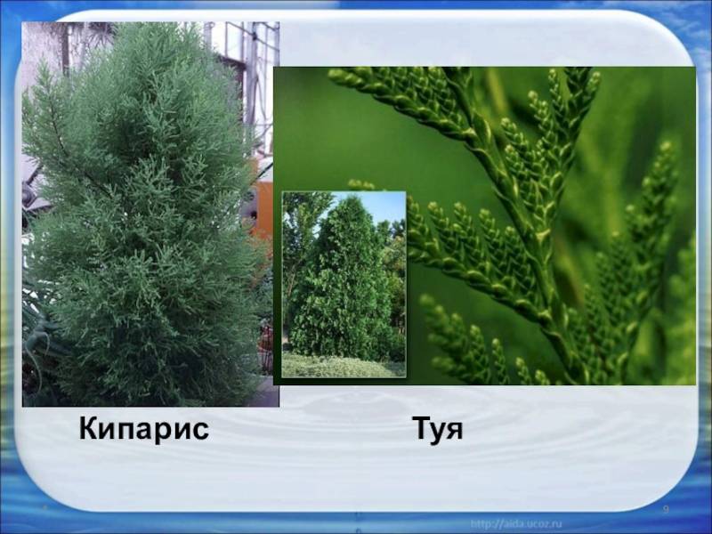 В чем разница между кипарисом и туей - особенности, применение и отличительные черты - skazhivoprosy.ru