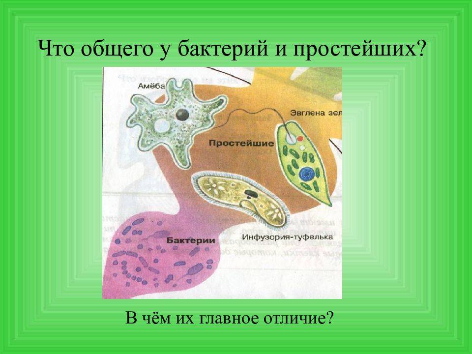 Царство бактерии | многообразие и систематика органического мира | теория | решутест. продвинутый тренажёр тестов