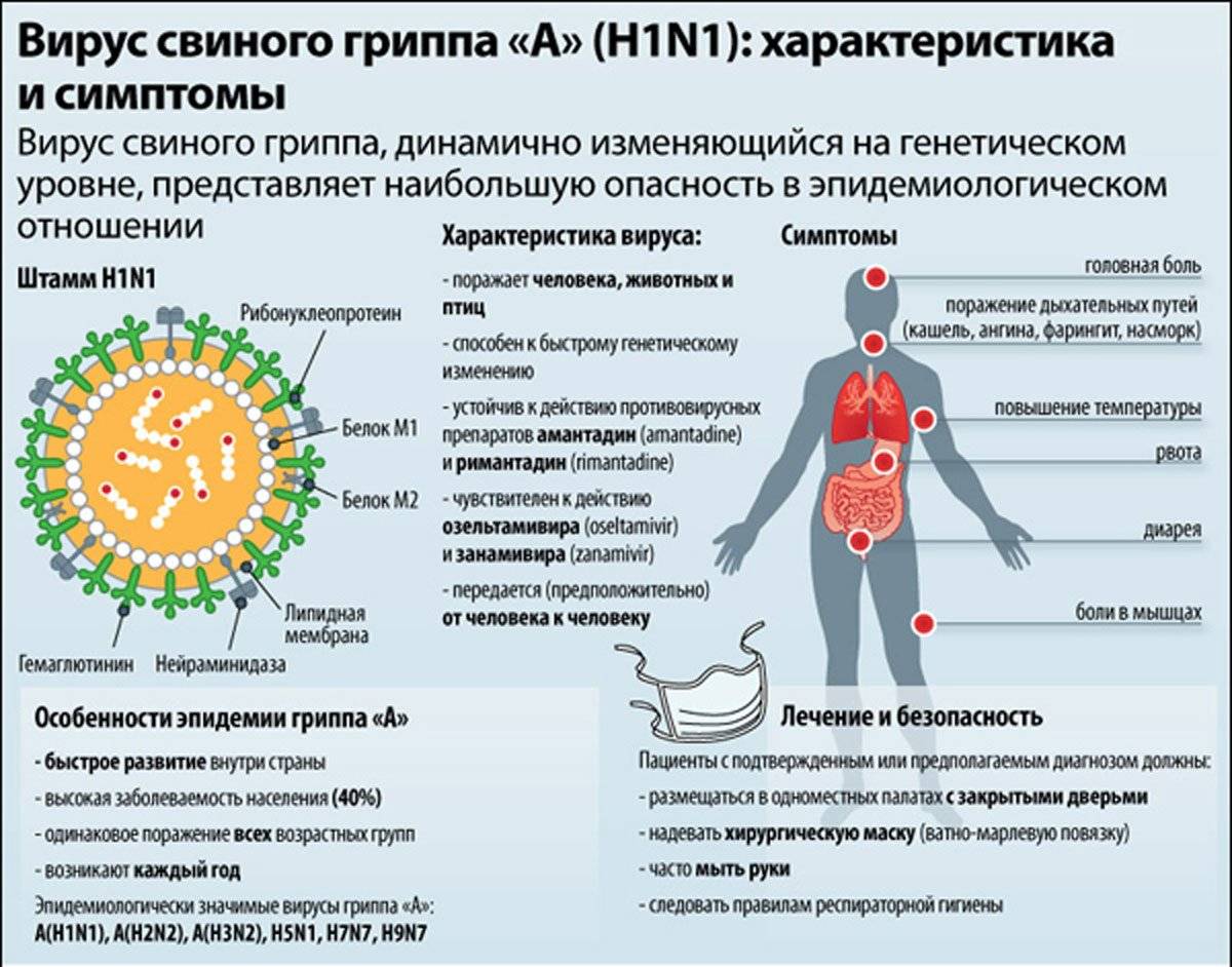 Симптомы свиного гриппа у взрослых | блог мед. центра альтернатива