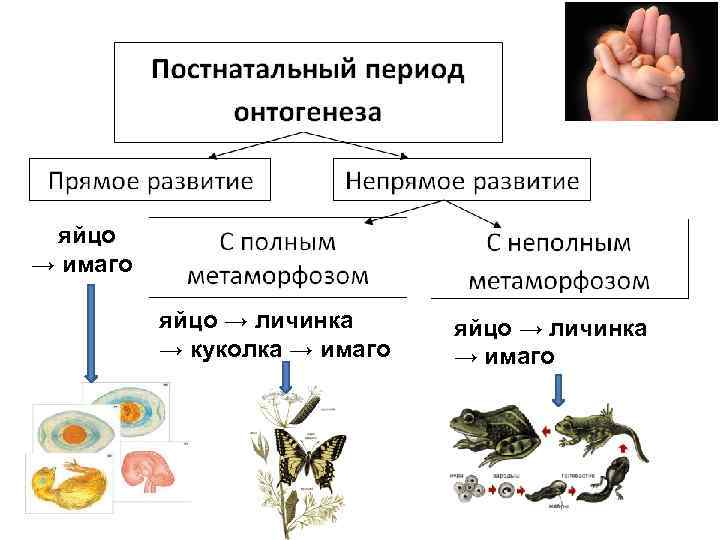 Постэмбриональное ⚠️ развитие: описание, виды, отличие прямого от непрямого, характеристика