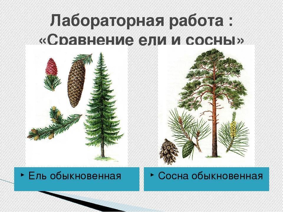 Чем отличается ель от сосны: есть ли разница, сравнительная характеристика