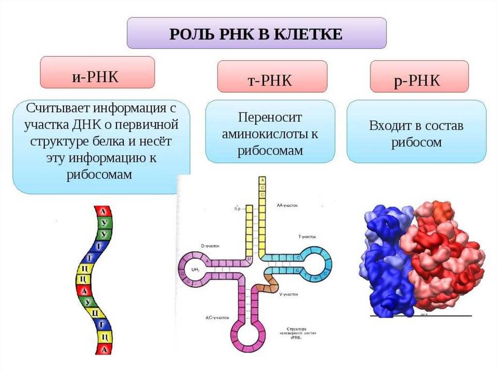 Что такое днк и рнк нуклеиновых кислот?