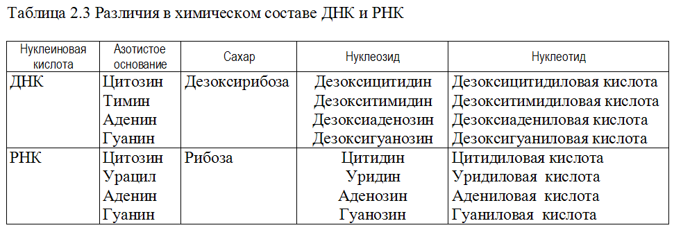 В чем отличие белков от нуклеиновых кислот