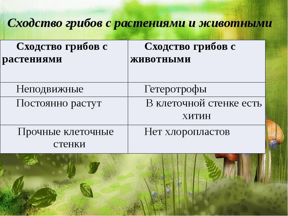 Грибы́