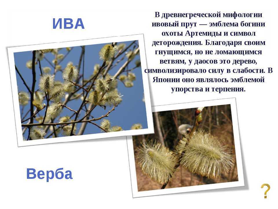 В чем разница между вербой и ивой? - места и названия