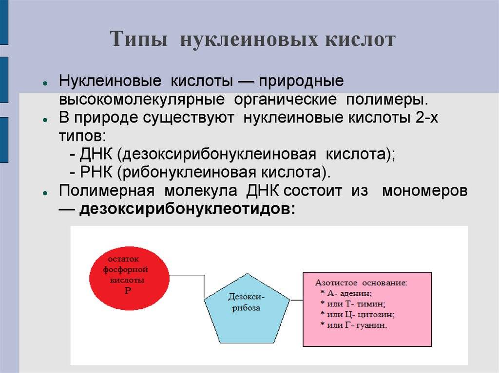 В чем отличие белков от нуклеиновых кислот