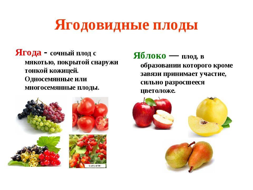 В чем разница между ягодами и фруктами, простое объяснение отличий
