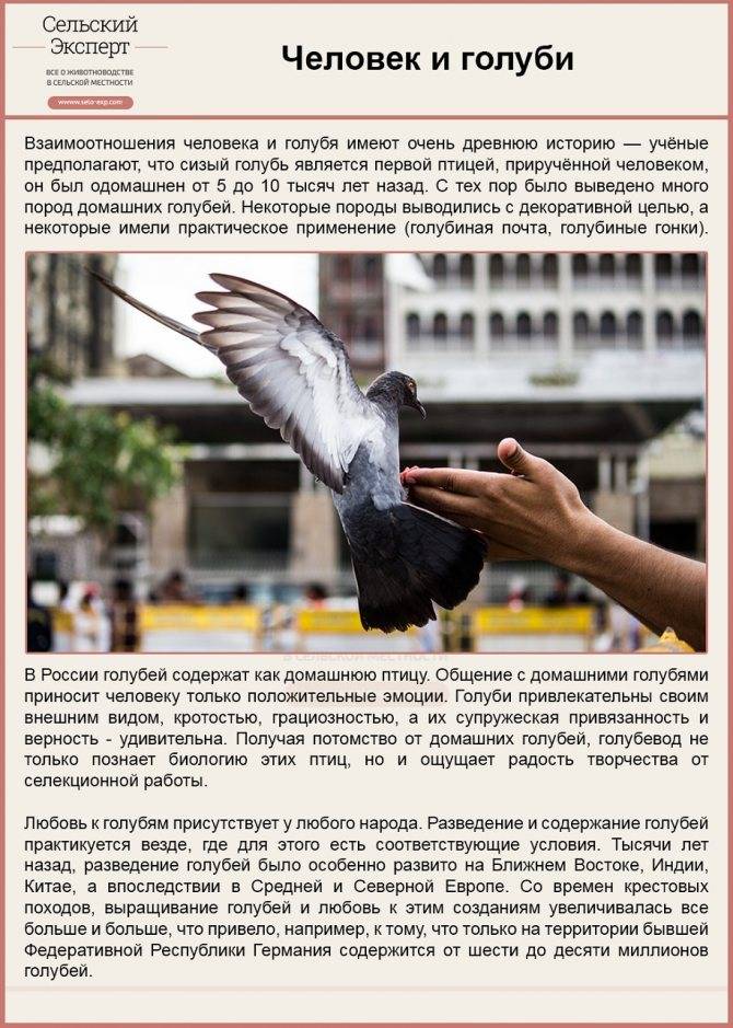 Как отличить голубя от голубки: определяем пол