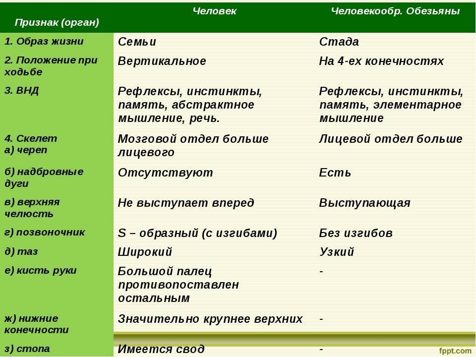 Чем человек отличается от обезьяны: сходства и различия