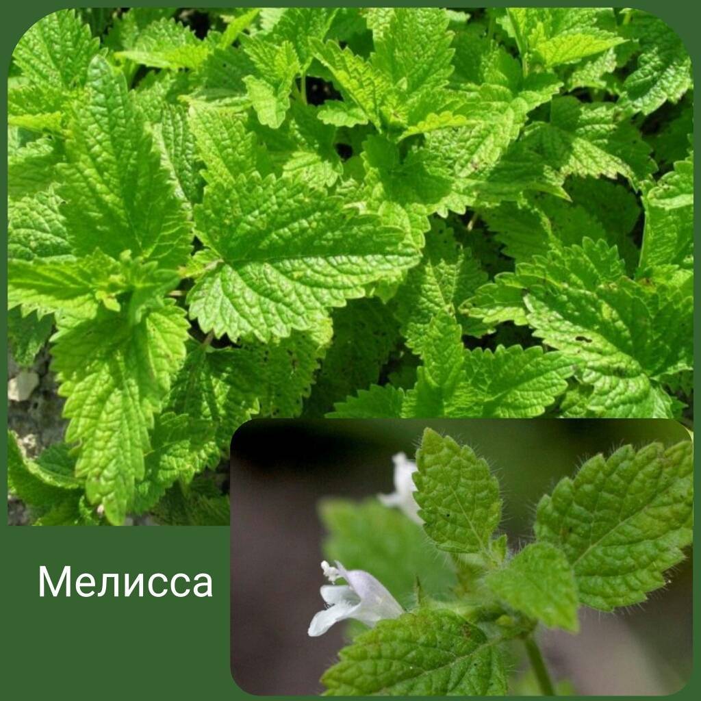 Как отличить мяту от мелиссы