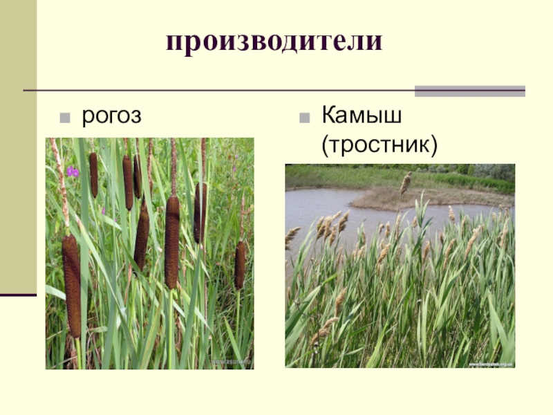 Полезный рогоз: 5 причин полюбить рогоз и никогда его не путать с камышом