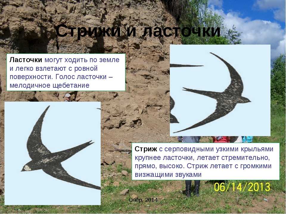 Ласточки и стрижи: сходства и различия - luchshiotvet.ru