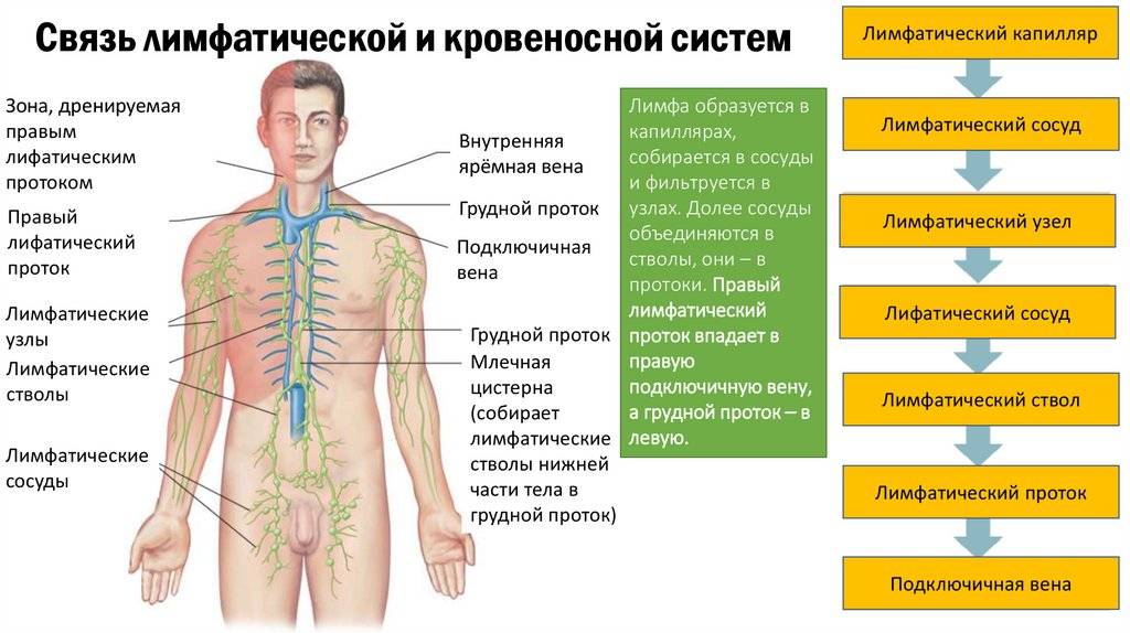 Главное отличие между кровеносной и лимфатической системами: подробное объяснение
