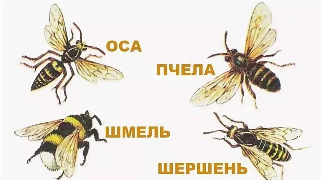 Оса и пчела: в чем различия