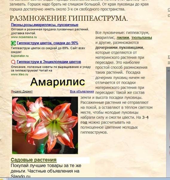 Что отличает амариллис от гиппеаструма: уход за цветами и их разведение в домашних условиях | аквариумные рыбки