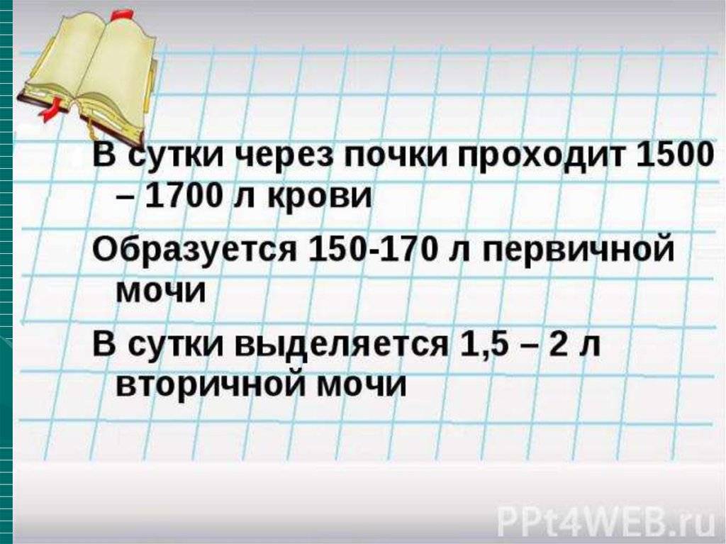 Первичная и вторичная моча: где образуются, что содержат и чем отличаются | mosspravki.ru