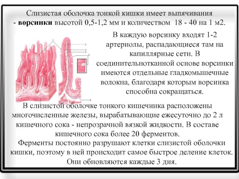 Отделы кишечника: строение, функции