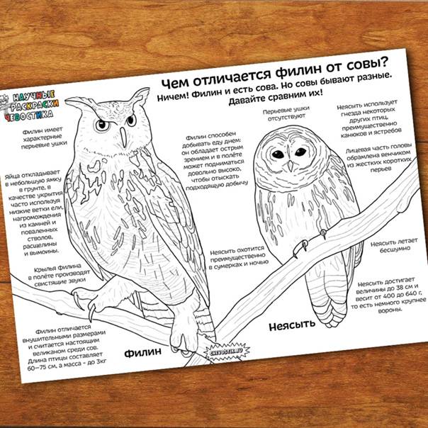 Чем сова отличается от филина, если это - одно семейство