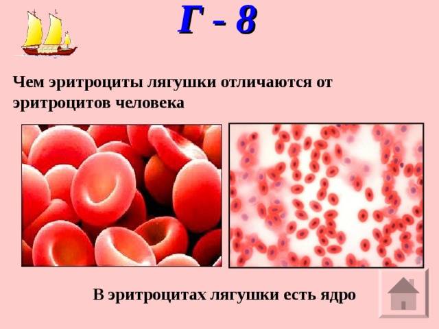 Вывод и сравнение эритроцитов лягушки и человека. строение и функции эритроцитов