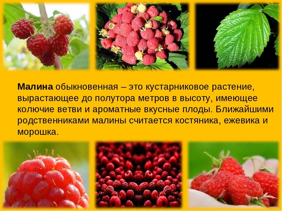 Сорта малины (характеристики и описание): лучшие ранние, среднеспелые, поздние, новые, самые сладкие
