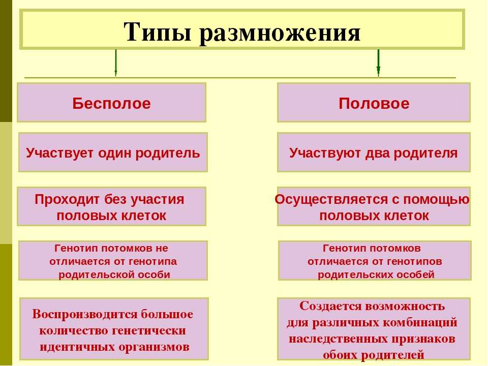 Особенности размножения животных
