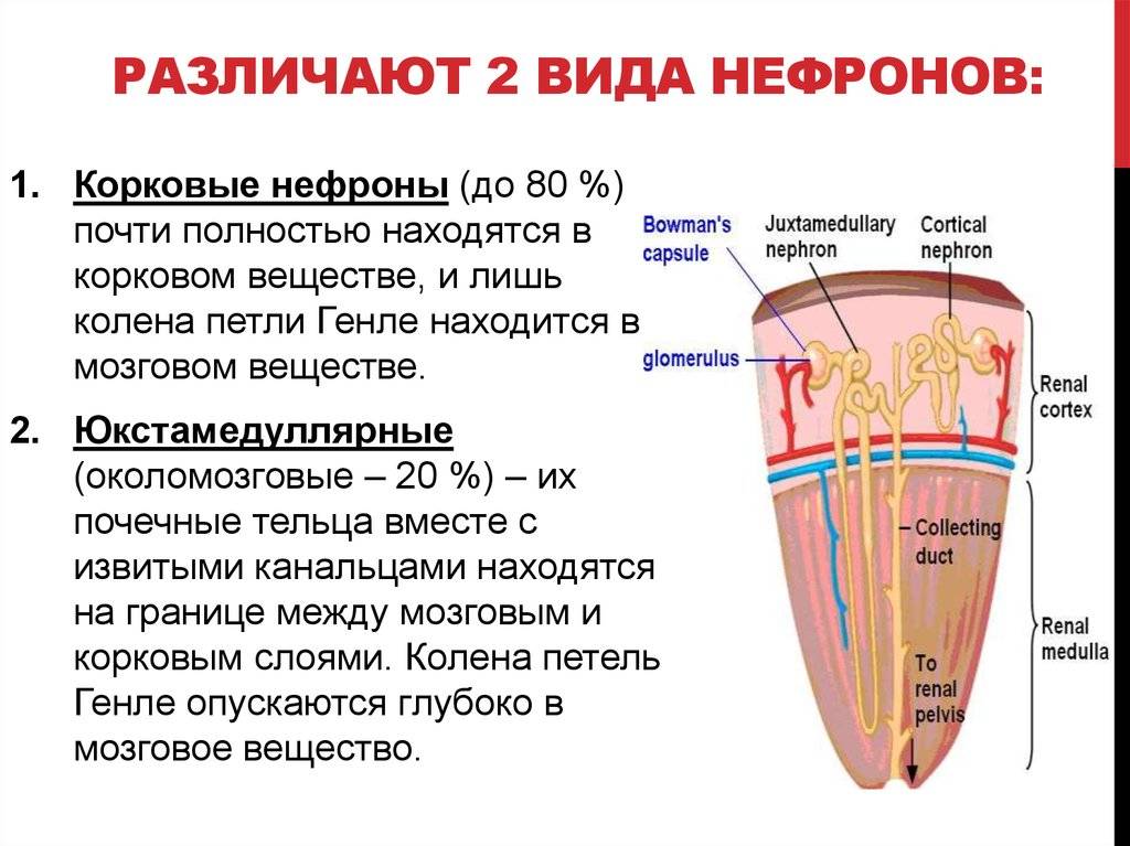 🥇урефрон или канефрон: разница, что лучше?🥇 - obovsemuznai.ru