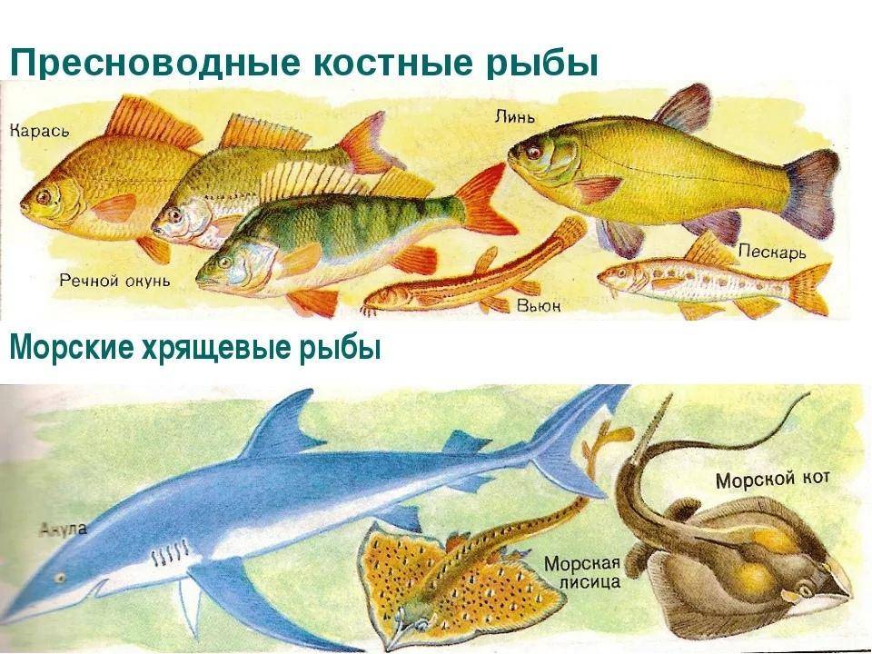 Чем костные рыбы отличаются от хрящевых — различия и строение