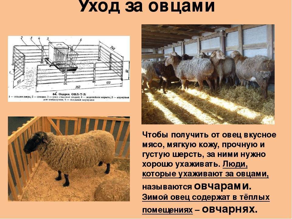 История происхождения и одомашнивания овец