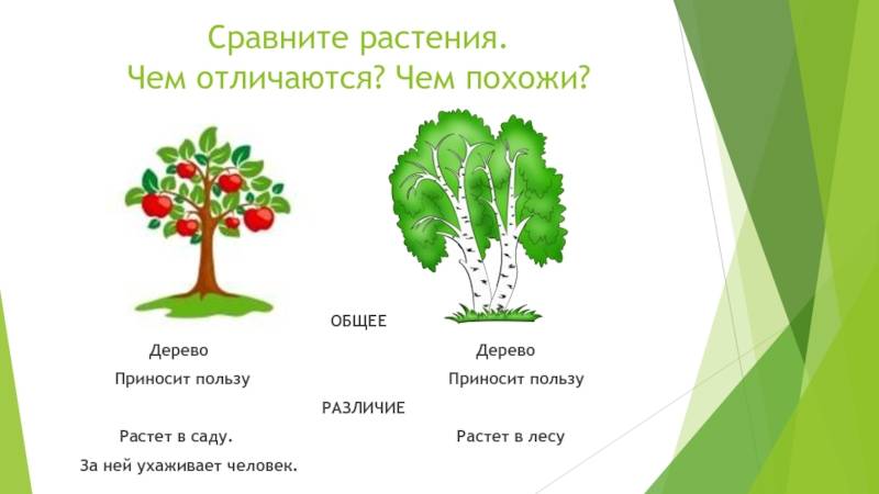 Что такое дерево – определение, строение, особенности, развитие, применение и польза