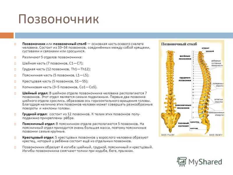 Анатомия позвоночника и спинного мозга - хатха-йога и йогатерапия