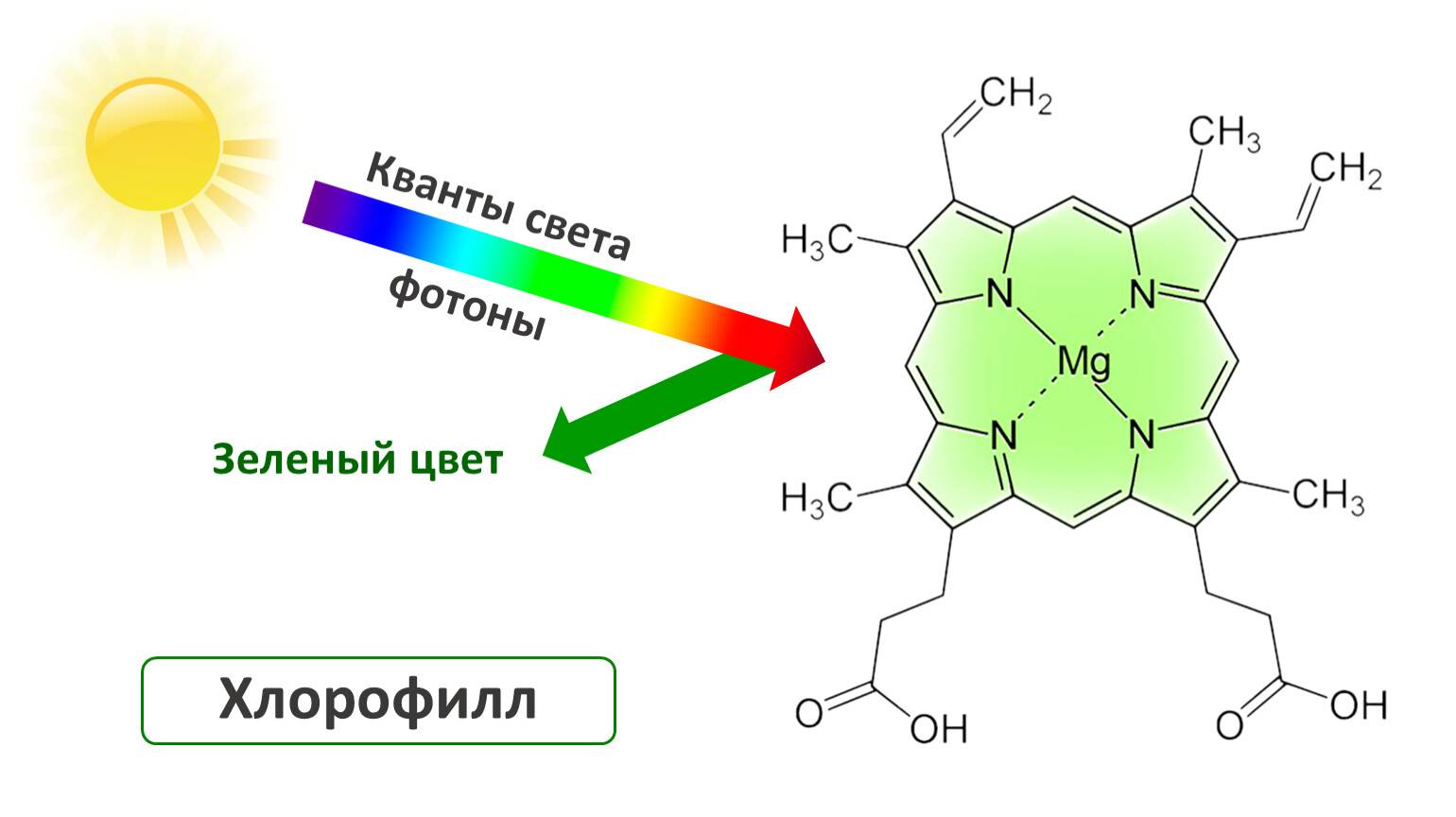 Хлорофилл