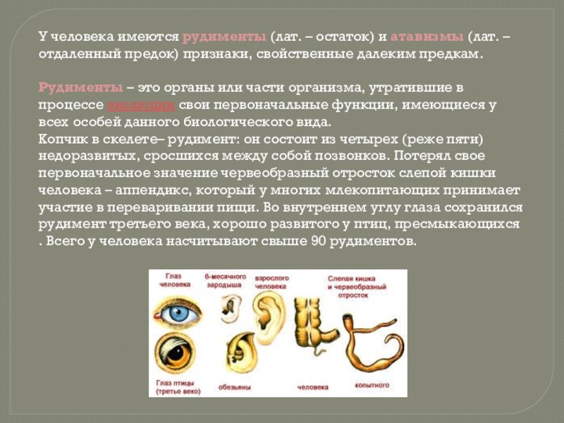 Атавизмы и рудименты человека. разница между атавизмом и рудиментом
