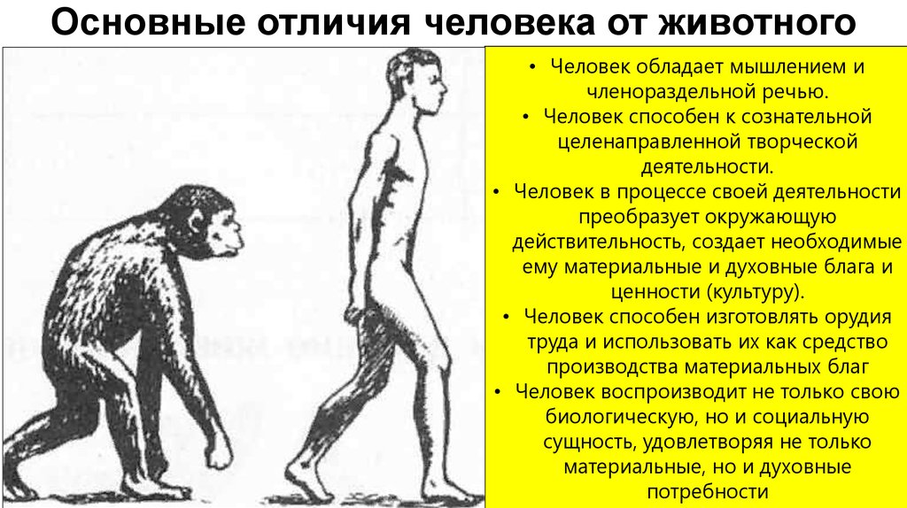 Отличия человека от человекообразных обезьян: особенности строения и поведения