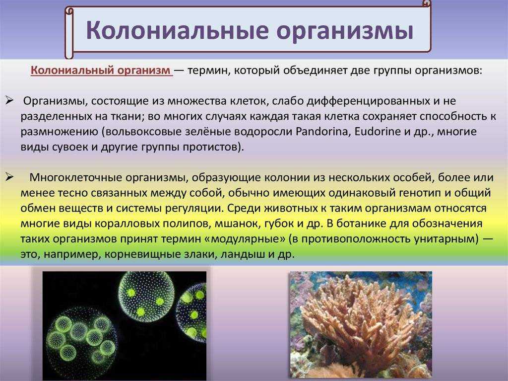 Чем многоклеточные отличаются от одноклеточных — основные отличия