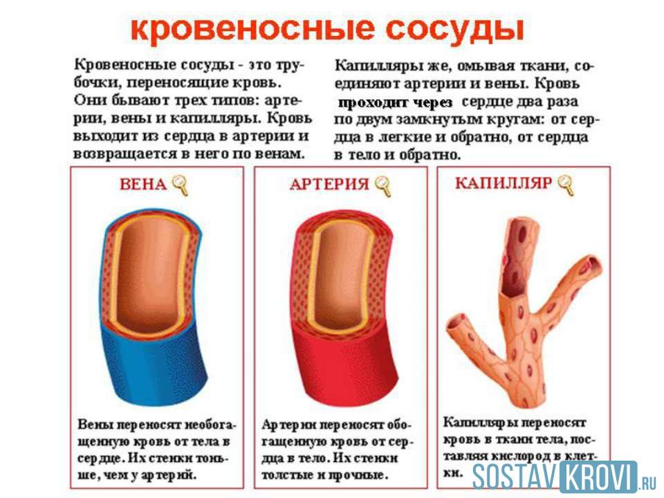 Артерии и вены: каковы различия между ними?