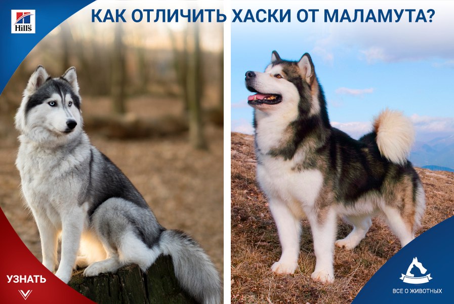 Сравнение маламутов и хаски: сходства и отличия, кого лучше выбрать себе