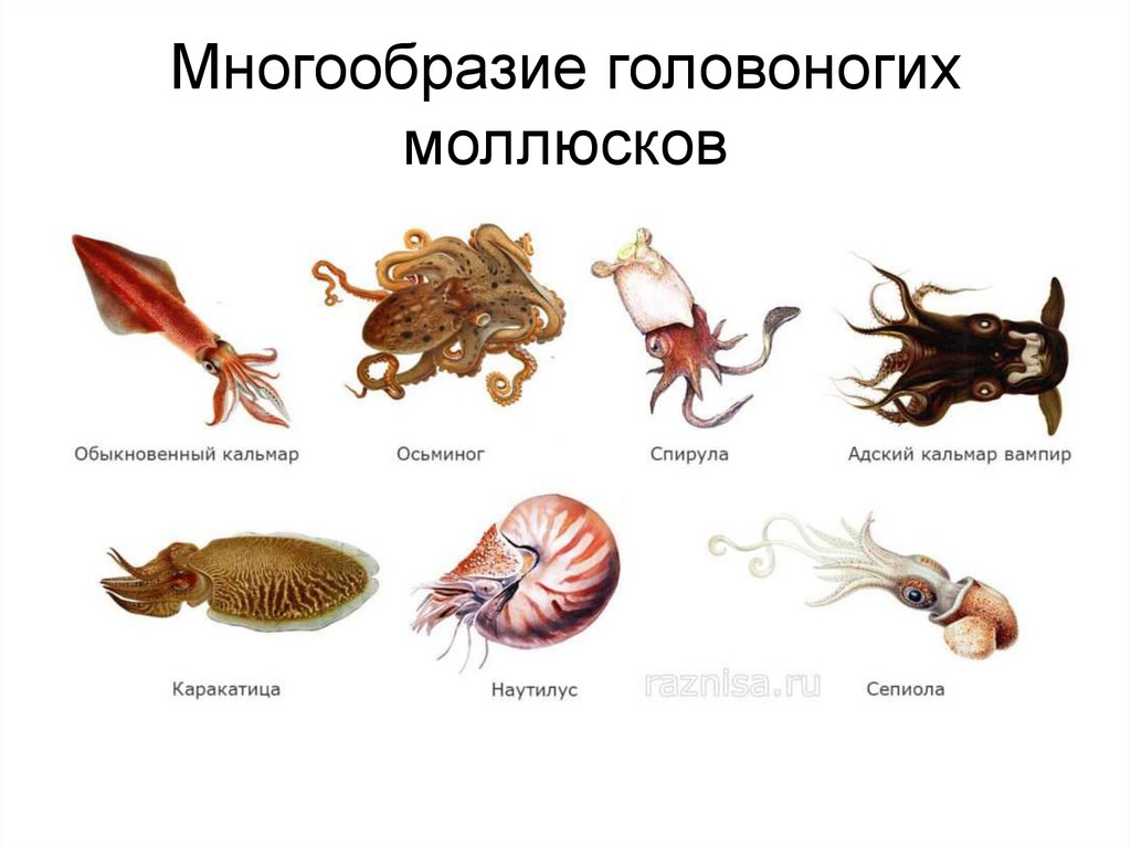 Разница между кальмаром и осьминогом - разница между - 2024