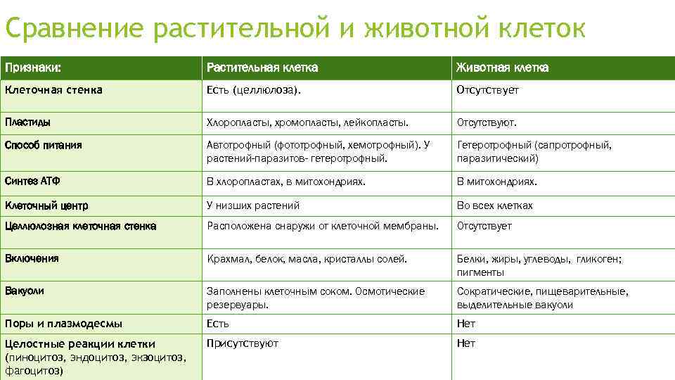 Разница между клетками животных и клеток растений (+ рисунки и полное объяснение)