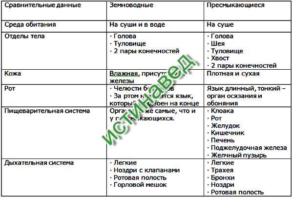 Разница между амфибиями и рептилиями