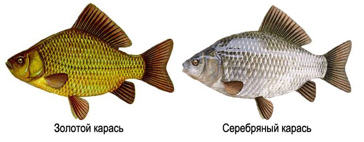 Карась: ловля и фото карася, нерест, виды, образ жизни, блюда из карася