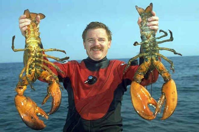 Как различить морских ракообразных друг от друга?