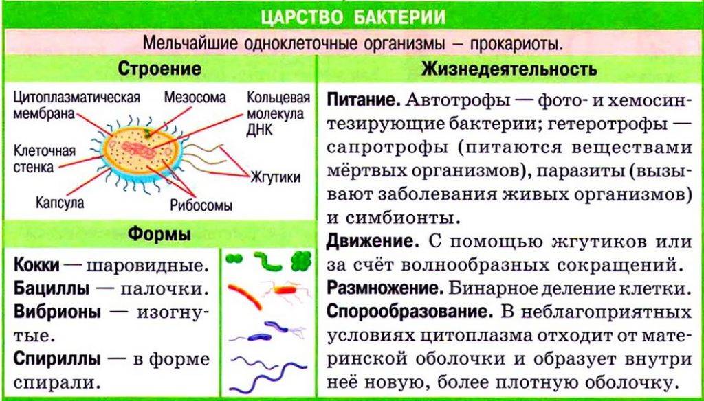 Бактерии и вирусы: как поражают клетки организма, в чем разница и когда нужны антибиотики | salt