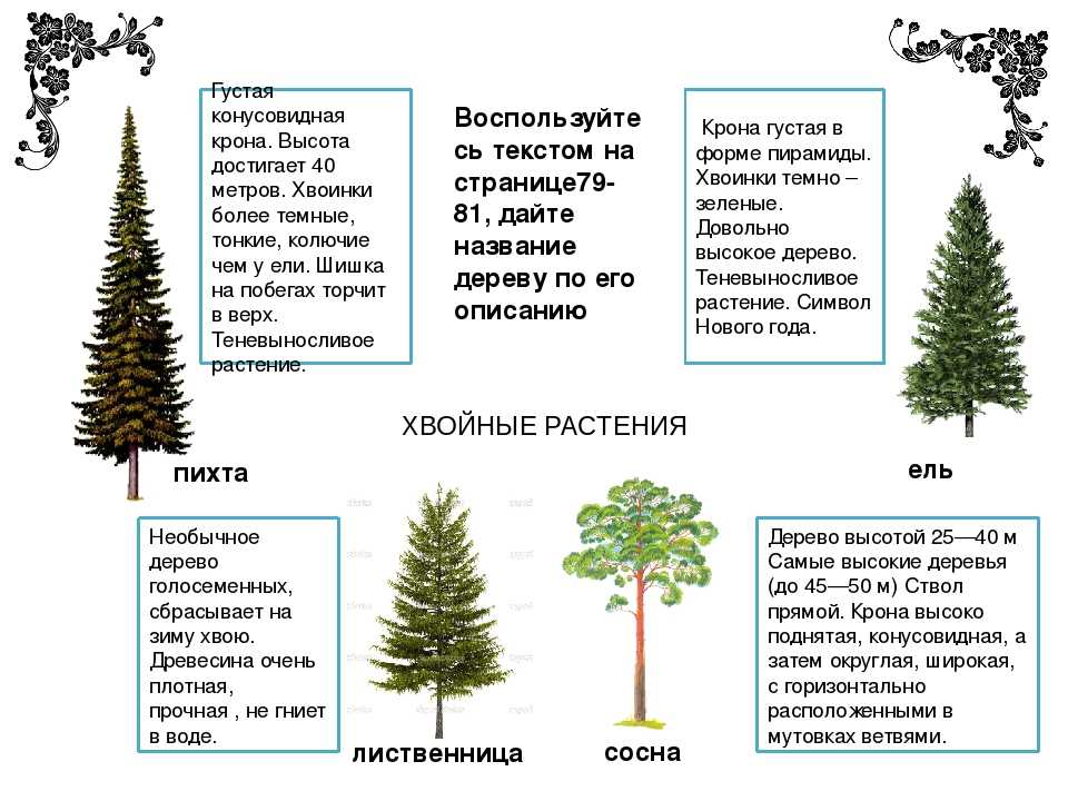 Ель и сосна: в чем разница и основные отличия, сравнительная таблица деревьев