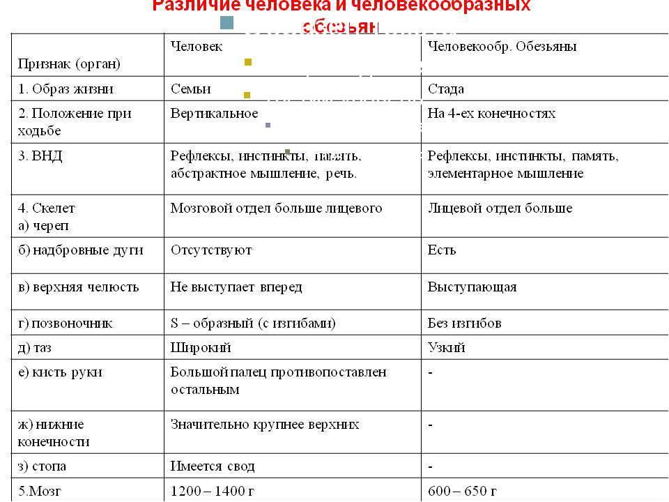 Сходства и отличия у человека и человекообразных обезьян