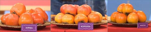 Королек это сорт хурмы или что это - у дачки