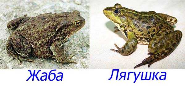 Чем жаба отличается от лягушки