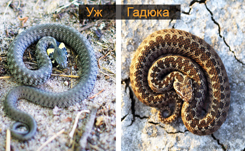 Как отличить ужа от гадюки (фото и описание отличий)