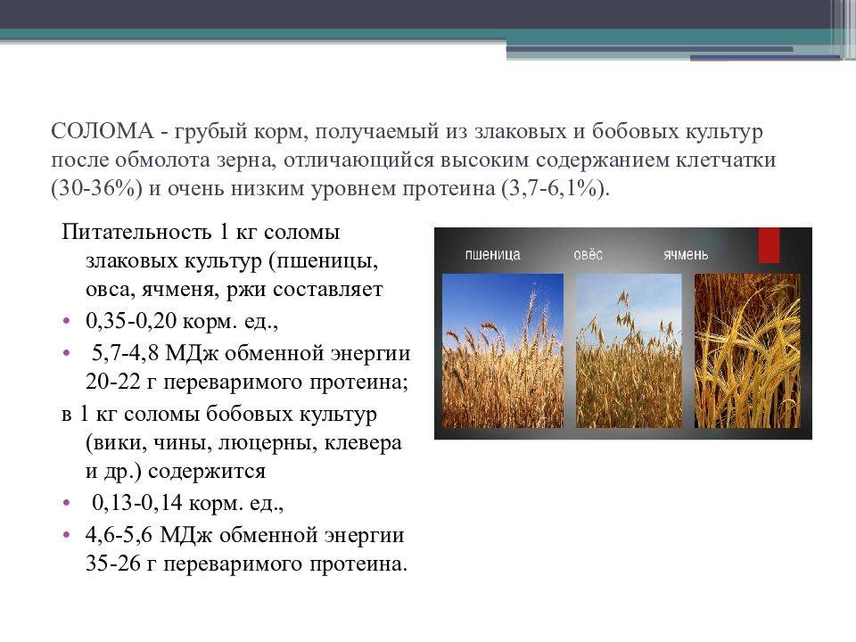 Чем отличается сено от соломы? разница между сеном и соломой.