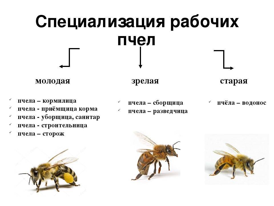 Какая разница между пчелой и мухой?