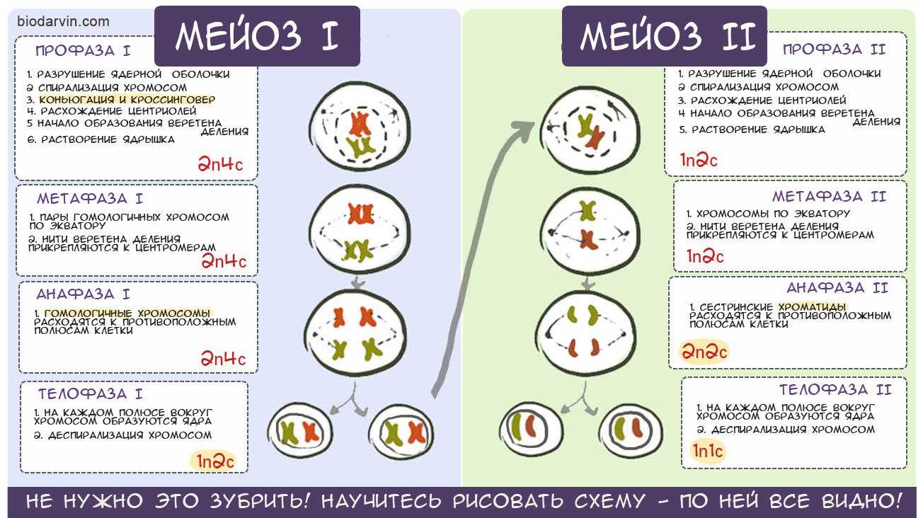 Митоз и мейоз – кратко и понятно об отличиях
